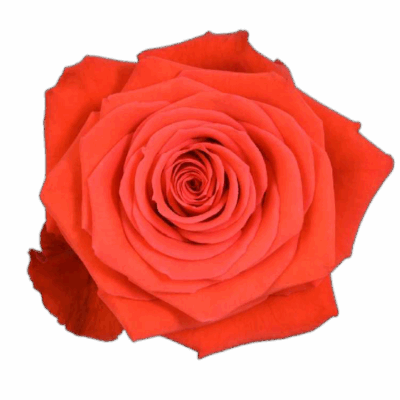 Еквадорська троянда 'Nina'