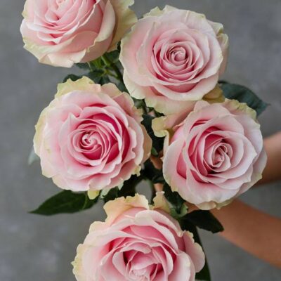 Еквадорська троянда 'New Variety'