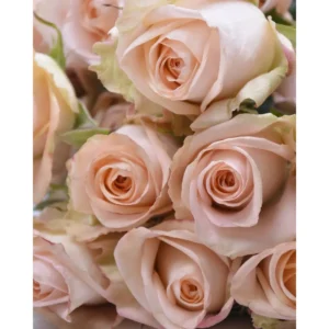 Еквадорська троянда 'Tiffany'