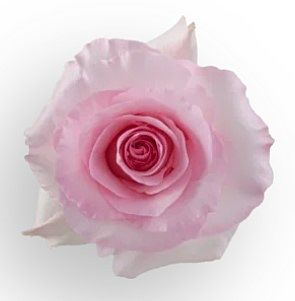 Еквадорська троянда 'Christa'