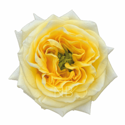 Еквадорська троянда 'New Yellow'