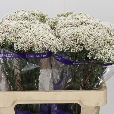 Озотамнус 'Cooks Snow White'