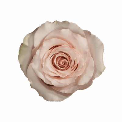 Еквадорська троянда 'Quick Sand'