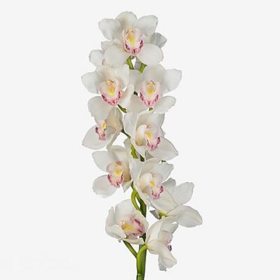 Цимбідіум 'Kilimanjaro'