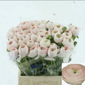 Ранункулюс 'Hanoi'