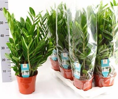 Заміокулькас 'Zamiifol'