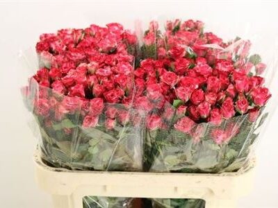 Кущова троянда 'FIREWORKS'