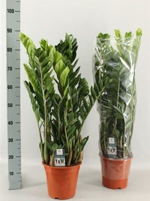 Заміокулькас 'Zamiifol'