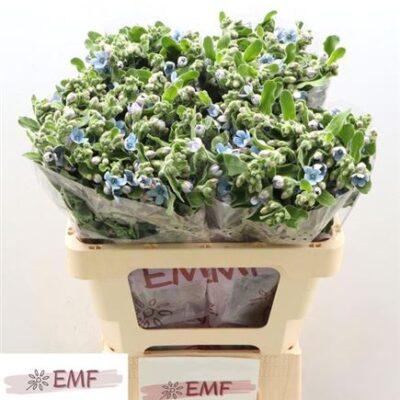 Оксіпеталум 'Tan Pur Blu'