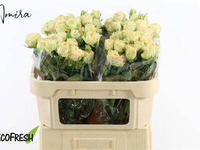 Кущова троянда 'SUMMERROSE'