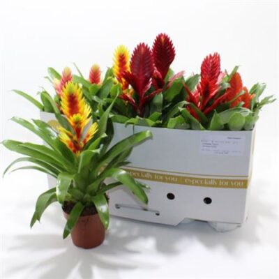 Вріезія 'Gem 8 Srt'