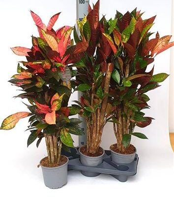 Кротон 'Iceton'