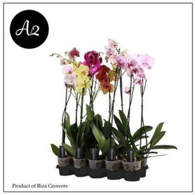 Орхідея 1-стеблова 'Gem-10Kl'