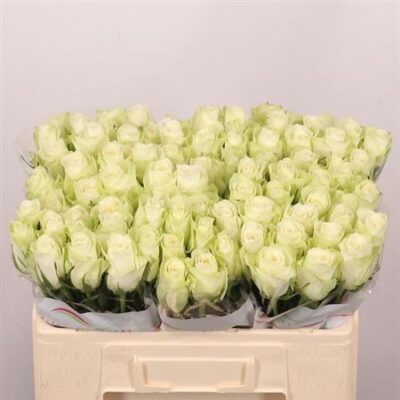 Одноголова троянда 'Athena'