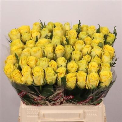 Одноголова троянда 'Good Times'