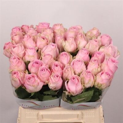 Одноголова троянда 'Heidi!'