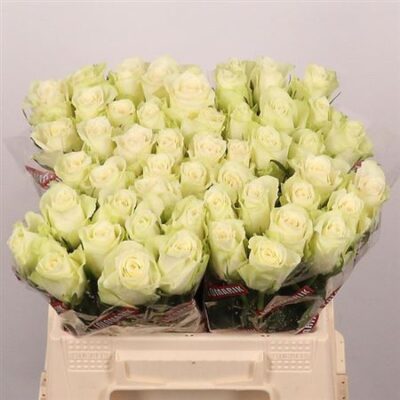 Одноголова троянда 'ATHENA'