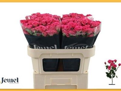 Кущова троянда 'Lovely Lydia'