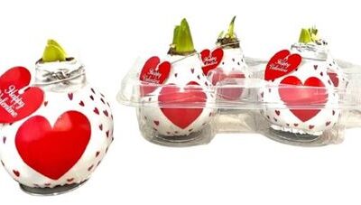 Гіпеаструм 'Wax'