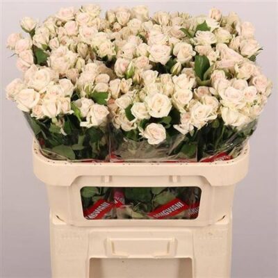 Кущова троянда 'ROYAL PORCELINA'