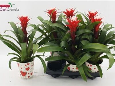 Гузманія 'Hope'