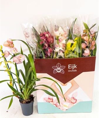 Цимбідіум 'Gem'