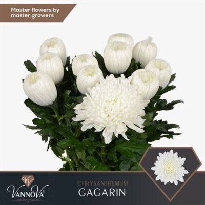 Хризантема 'GAGARIN'