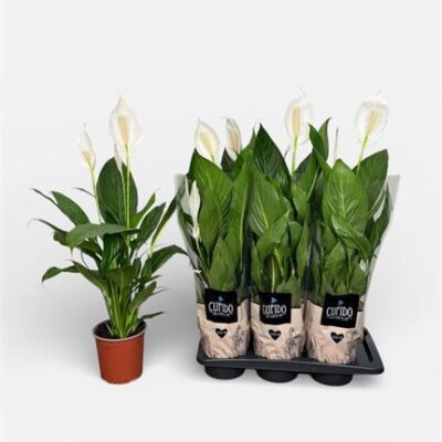 Спатифіліум 'Bingo Cupido'