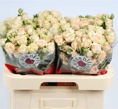 Кущова троянда 'Sancerre'