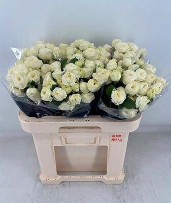 Кущова троянда 'Sno Trendsetter'