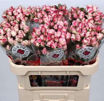 Кущова троянда 'REFLEX'