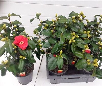 Камелія 'Japonica'