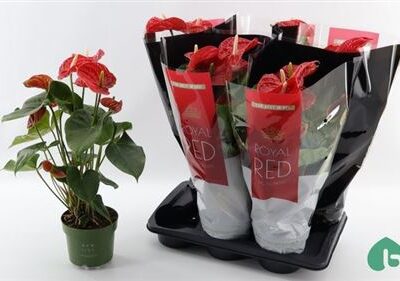 Антуріум 'Madural'