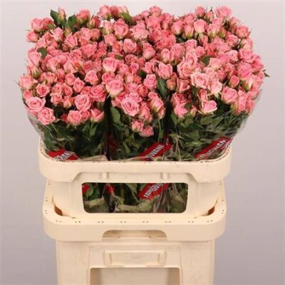 Кущова троянда 'Odilia'