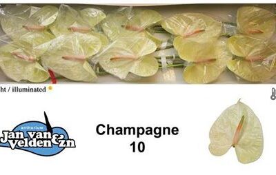 Антуріум 'CHAMPAGNE'