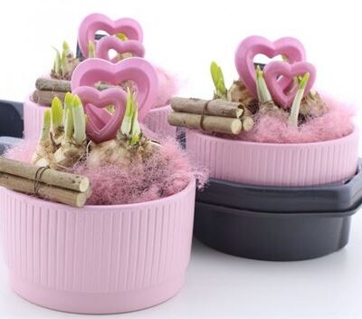 Композиція 'Tete A Tete sweet pink'