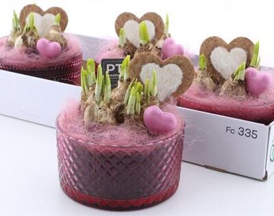 Композиція 'Tete A Tete bordo'