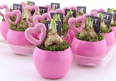 Композиція 'Tete A Tete pink'