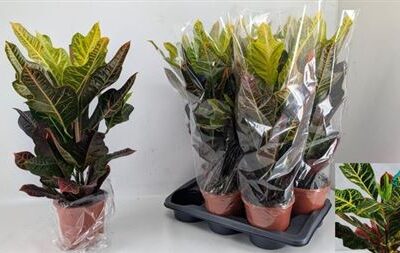 Кротон 'Excellent'