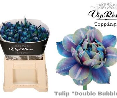 Тюльпан 'Ov Klb H%'