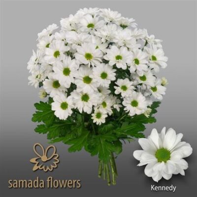 Хризантема 'KENNEDY'