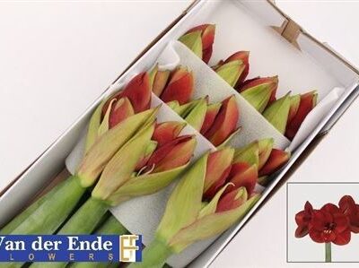 Гіпеаструм 'FERRARI'