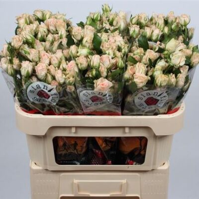 Кущова троянда 'Sweet Sara'