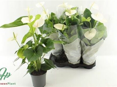 Антуріум 'Alaska'