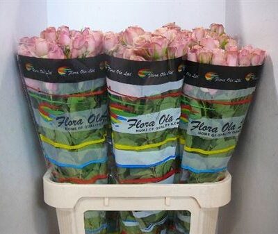 Кущова троянда 'Destini'