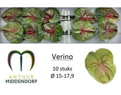 Антуріум 'Verino'