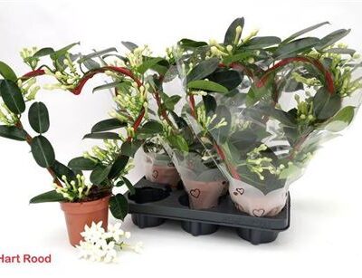 Стефанотіс 'Ov'