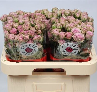 Кущова троянда 'Motown'