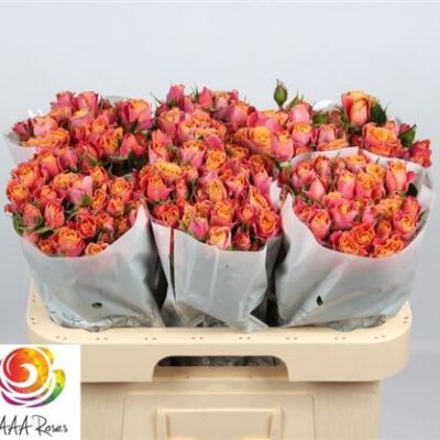 Кущова троянда 'Sonora'