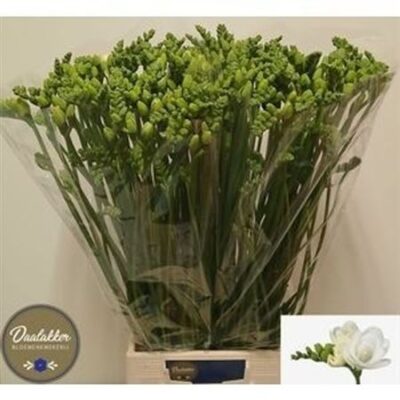 Фрезія 'ESSENCE'